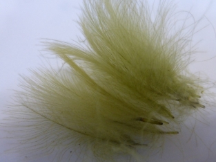 CDC Olive XL